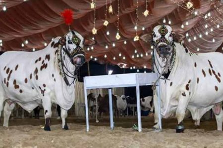 عید کے دوسرے دن بھی قربانی کا سلسلہ