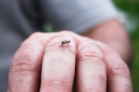Punjab govt comes up with dengue ‘cure’
